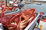 FNE acusa a siete empresas y ocho ejecutivos por colusión en la compra de centolla en región de Magallanes: arriesgan multimillonarias multas