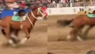 Se cayó del caballo: actualizan estado de salud de carabinero que sufrió accidente en show ecuestre en La Reina
