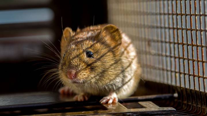 You’ve caught a mouse in a trap, now what? I asked pest experts how to safely dispose of it