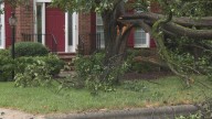 Decades-old pear tree falls in Greensboro storm, misses house