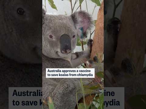 Australia approves a vaccine to save koalas from chlamydia