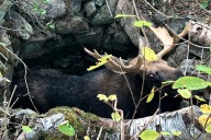 Wardens rescue moose trapped for hours in abandoned well