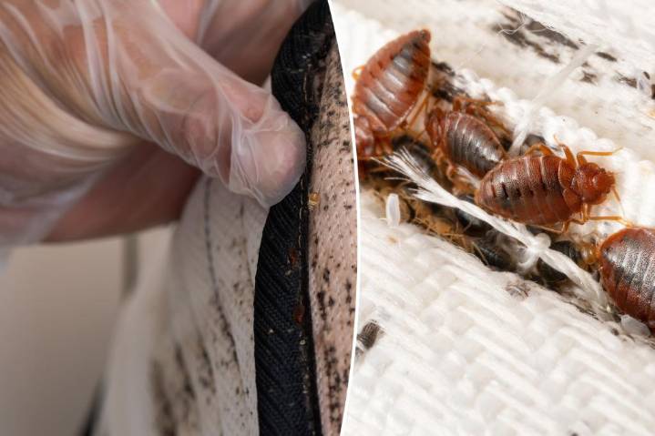 NYC beating bed bug problem, new infestation stats reveal — here are the worst US offenders