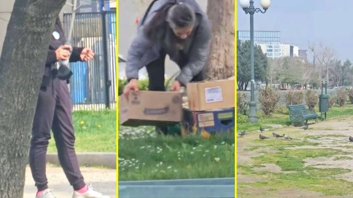 "Hay un restaurante que las compra": Rescatista denuncia caza de palomas en plazas de la Región Metropolitana