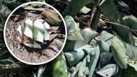 Alerta. Saquean maguey para producir mezcal en Zapotitlán Salinas, Puebla