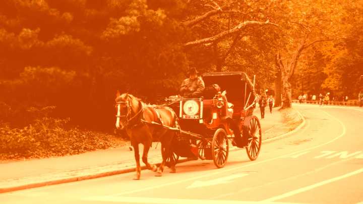 ‘The horse guys hate to see me coming,’: Viral TikTokers are taking on Central Park’s horse
