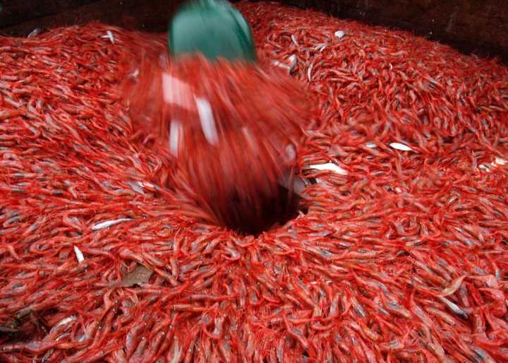 New England's shrimp industry is struggling, with fishermen catching few in 2025