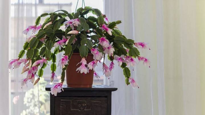 La suculenta rastrera que en Primavera explota con las flores más hermosas