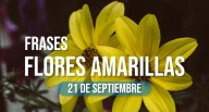 120 frases sobre flores amarillas que no pueden faltar en tus dedicatorias del 21 de septiembre