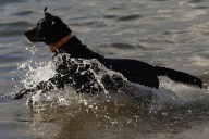 Nuevos medicamentos alargarán la vida de los perros, pero experto pide mejorar su calidad