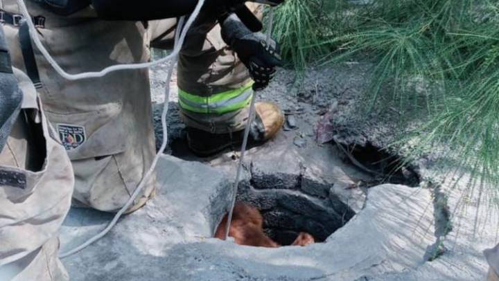 Rescatan a perro atrapado en alcantarilla en Bosque Bonito