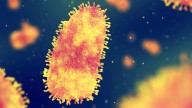6 people have died from rabies in the US over the past 12 months. What to know