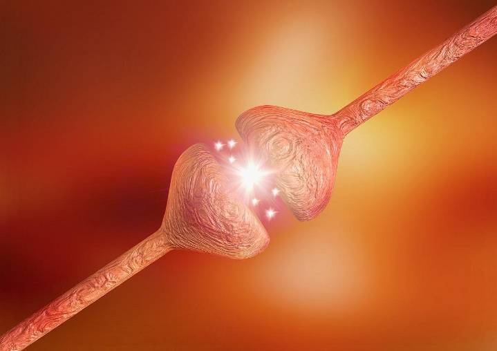 Alzheimer Disease Associated With Greater Neural Flexibility