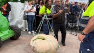 La sequía de los últimos meses marca el certamen de la huerta de Langreo