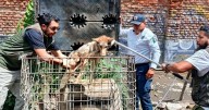 Rescatan en Cuautitlán Izcalli mamíferos y aves maltratados