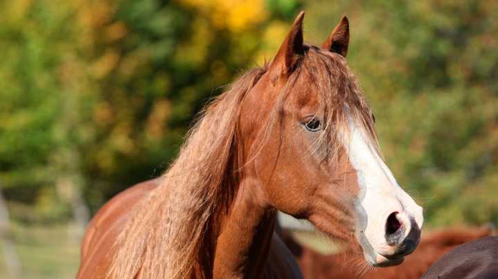 En el Día del Caballo, un total de 58 equinos fueron rescatados en San Juan