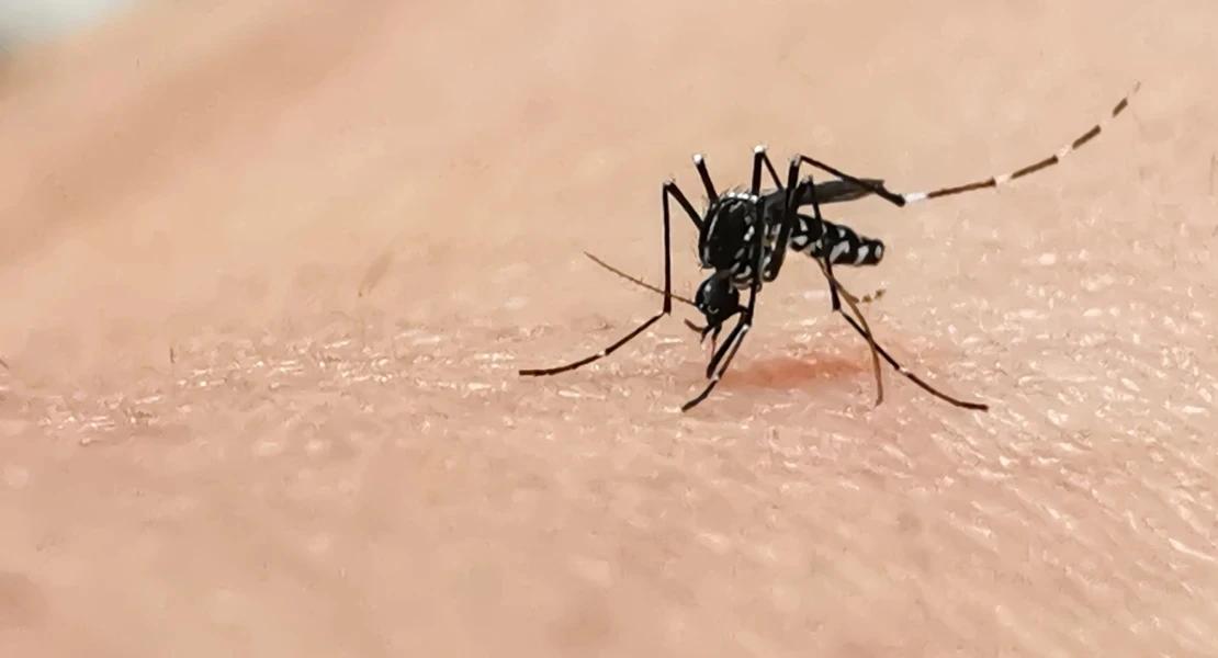 Aprobado el Plan de Control de Mosquitos en Vegas Altas