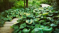 Why You Should Consider Dividing Hostas In Fall For A Healthier Plant