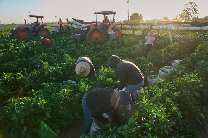 1.2 million immigrants are gone from the US labor force under Trump, preliminary data shows