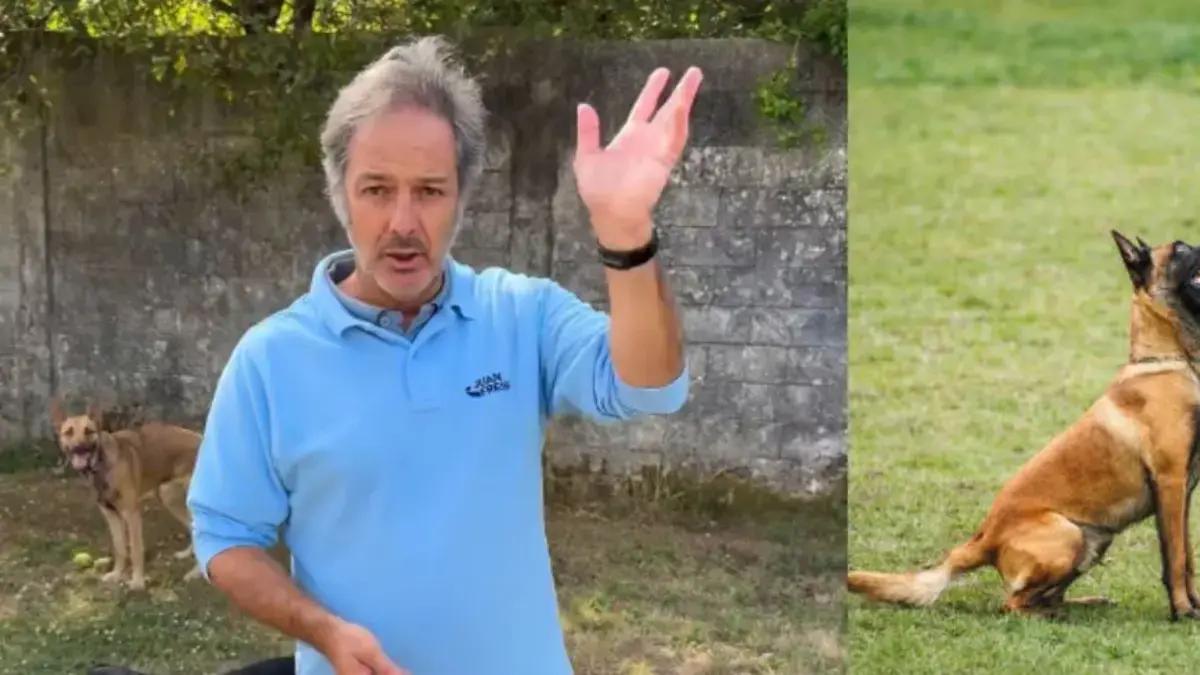 Juan Freire, entrenador canino: ‘Estas cinco razas de perro no las recomiendo para dueños principiantes’