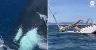 Video de ataque de orcas en Portugal causa terror: manada hunde velero frente a la costa