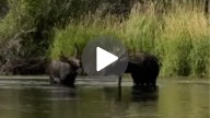 WYOWatch: Moose family cools off in Teton River
