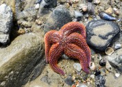 ¿Quién es responsable de la muerte de miles de millones de estrellas de mar? ¡Los biólogos responden!