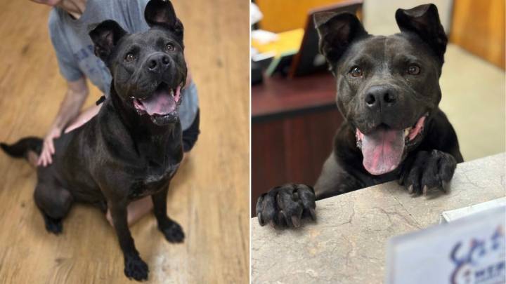 Mississippi Shelter Pup Held Onto Hope For 1,208 Days That Someone Would Choose Him