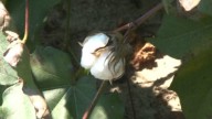 'It's gonna be an economic disaster' | New cotton pest raises concerns for Perry farmer