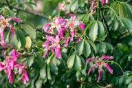 Evento astronómico. Equinoccio de Primavera: cuándo es y a qué hora empieza