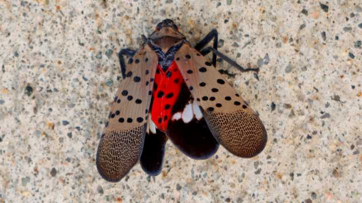 Ryder Cup fans warned over invasive sex-crazed bugs who are at their most rampant and set to terrorise Bethpage course