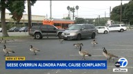 Geese overrun park in Lawndale; experts blame overpopulation on food provided by the public