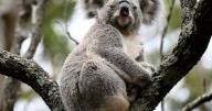 Bulldozers decimating koala habitats, advocates warn