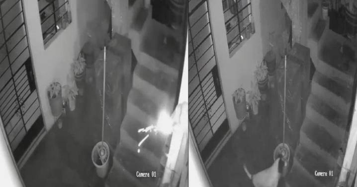VIDEO| Perrita héroe salva a su familia de un atentado con explosivo en Perú