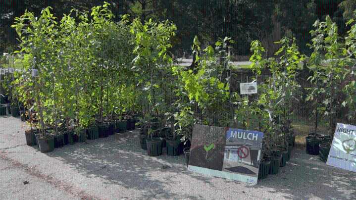 Local nonprofit gives away free trees in the Upstate