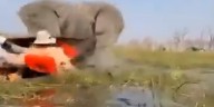 Terror en el Delta del Okavango: el ataque de un elefante enfurecido desató pánico en un safari