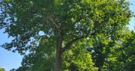 On Language: A tree grows and grows and grows in Old Mission (A meditation)