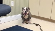Missouri Man Rushes His Limping Dog To The Vet, Pays $125, Then Learns He’s Been Played
