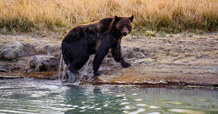 Yellowstone hiker survives bloody encounter with a bear