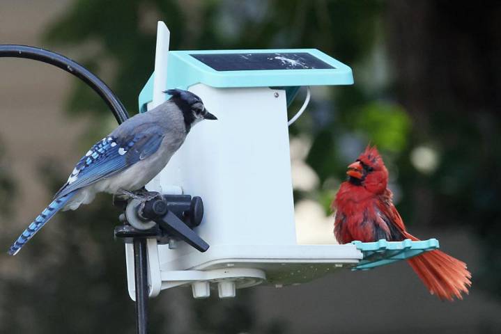 WA Recalls Popular Bird Seed Due to Invasive Weed Contamination