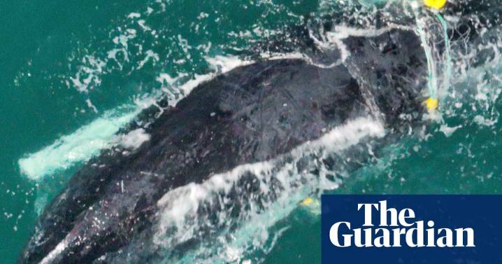 Mother and baby whale trapped in shark net off Queensland’s Rainbow Beach