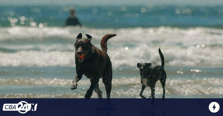 Divorcio en Córdoba: rechazan homologar un acuerdo sobre las mascotas de la pareja