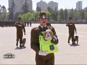 Video | Perritos de Carabineros deslumbraron en la Parada Militar 2025
