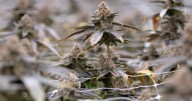 Most Texas THC products remain legal after GOP leaders fail to break legislative impasse