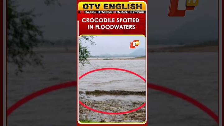 Crocodile Spotted In Floodwaters In Bolangir, Sparks Fear Among Locals