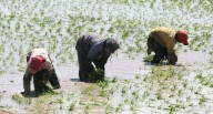 Campaña agrícola 2025-2026: Los cultivos con más riesgo climático hasta noviembre