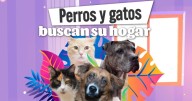 Bogotá lanzará portal web para publicar y encontrar animales perdidos