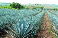 Impulsan la Ruta Valle del Tequila como nuevo corredor turístico