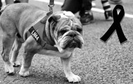 Hamilton anuncia el fallecimiento de su querido perro Roscoe