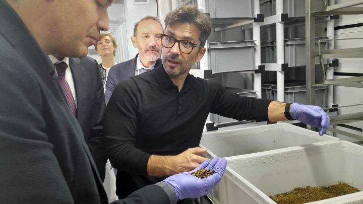 Una fábrica de moscas que comen residuos industriales, primera (y singular) empresa en instalarse en el pozo Carrio